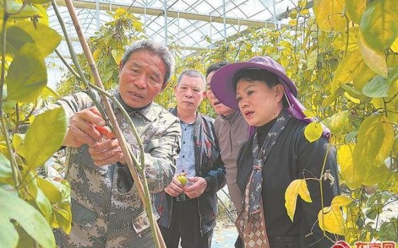 泉州虹山油菜花迎春盛放，亲子徒步活动与春日同行