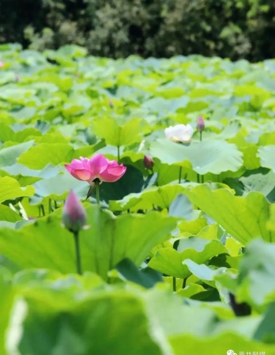 夏日清凉，赏荷自贡：五彩荷园的夏日魅力
