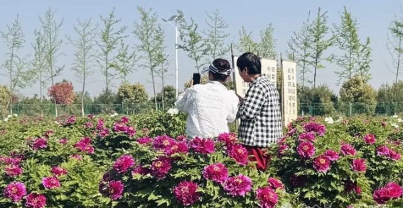 兴平市阜寨镇：春日牡丹花开，醉人景色引客来