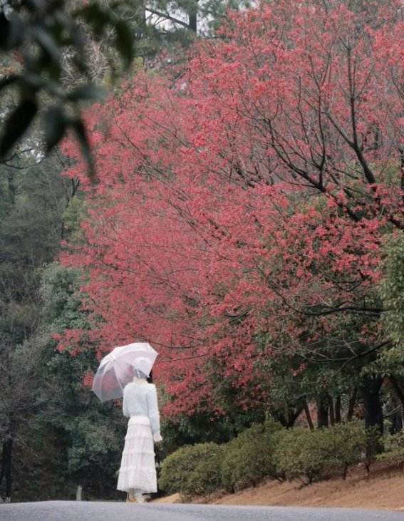 江西樱花季：踏入春天的浪漫樱花雨