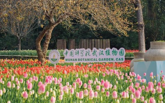 武汉植物园郁金香花海：春日的柔软梦境