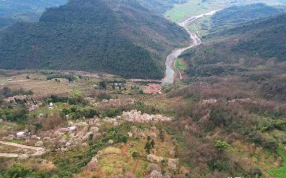 黑虎岗梅花盛开：一日赏花踏青之旅