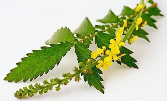 抗癌中药瑰宝——仙鹤草的强大治癌力