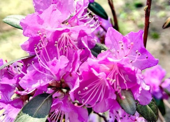兴安杜鹃花开，春光无限