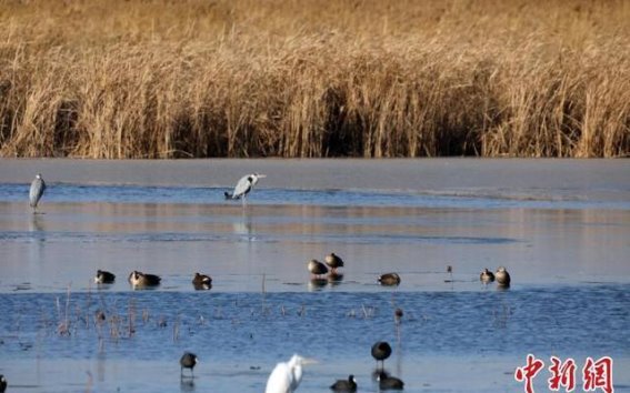 衡水湖冬日飞鸟：中外摄影爱好者的心灵盛宴