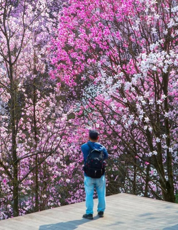 九皇山辛夷花海，春天最浪漫的邂逅