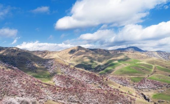 伊犁杏花沟：六百年春天的绽放