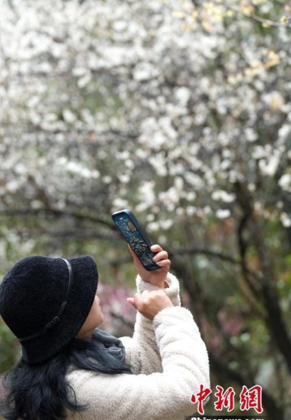 梅关古道梅花绽放，游客如潮而至