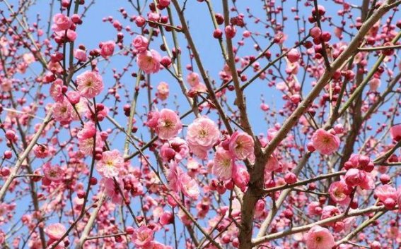 梅花绽放：春风里，荆楚大地的芬芳