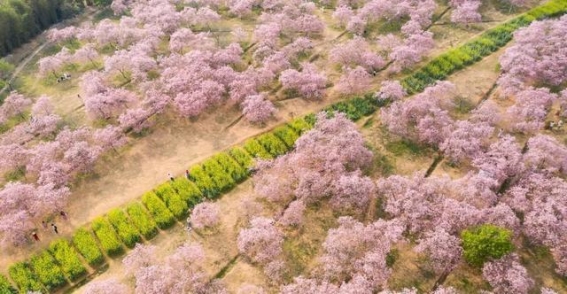 广州樱花美景，探索8大隐秘樱花秘境