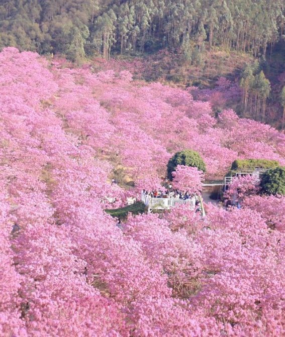 紫花风铃木：冬日里的浪漫色彩