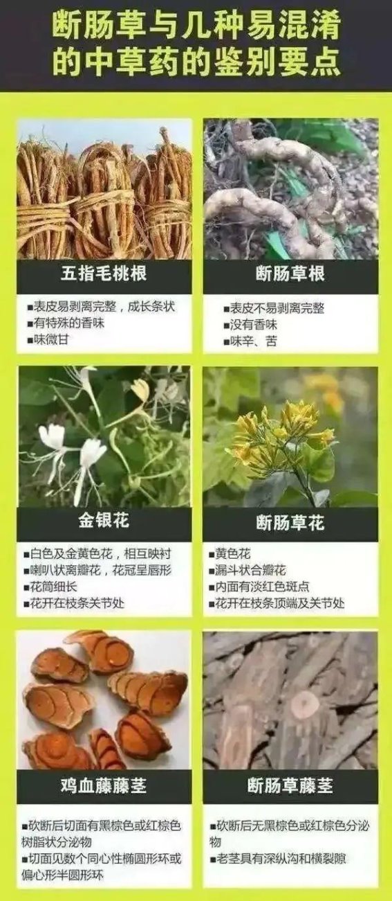 春日赏木棉，健康需谨慎：路边花朵勿随便捡食