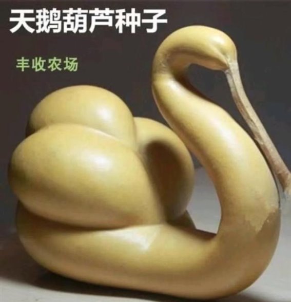 酒，真的是长寿的“秘密”吗？