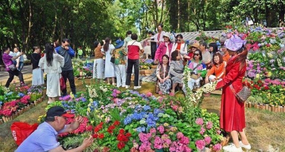 宜昌运河公园绣球花盛放 迎接春日盛宴