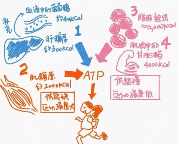挨饿72小时，身体如何自我调节与应对？