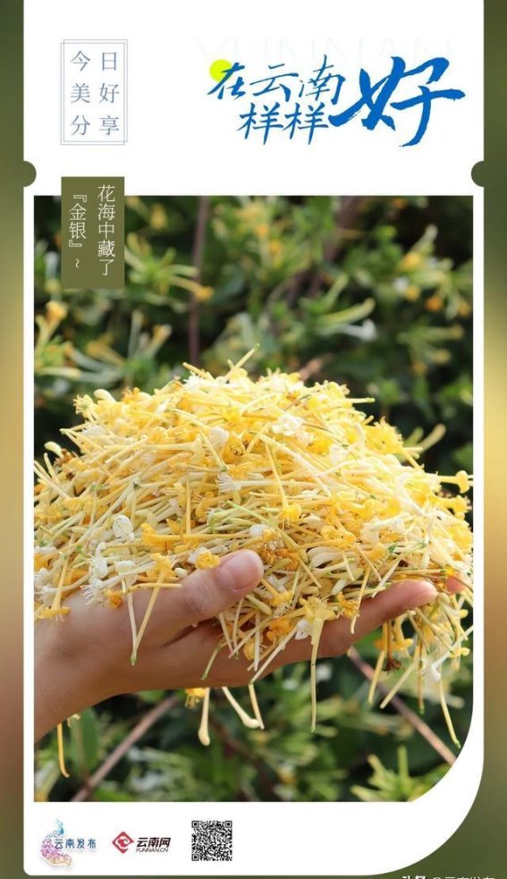 金银花绽放，乡村振兴新图景
