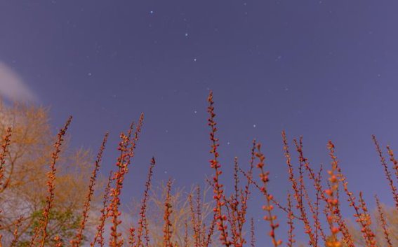 黑龙江的春夜：花开星辉共舞