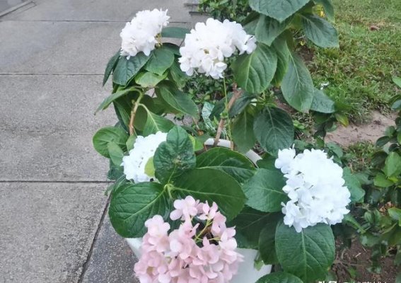 下龙湾的春光：三重花卉映照的海上石林