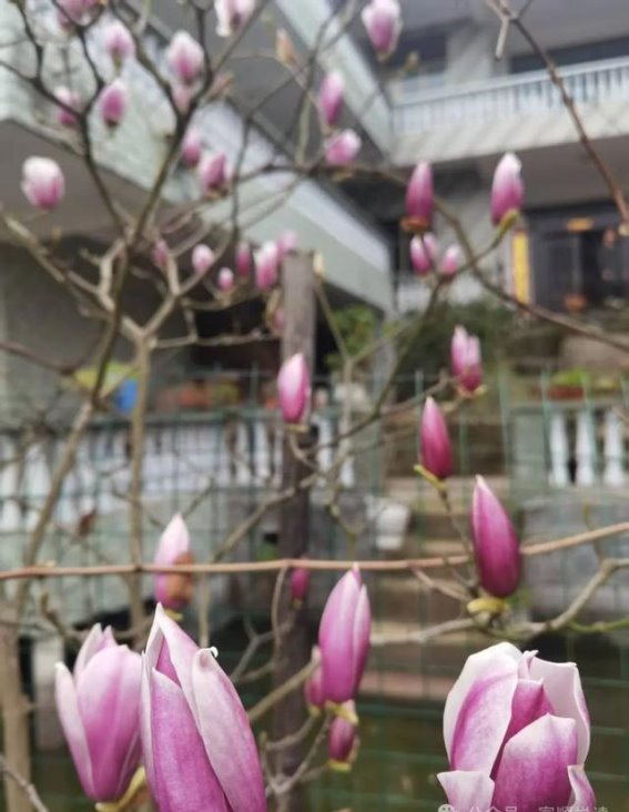 富顺乡村中的书香小院与宁静田园