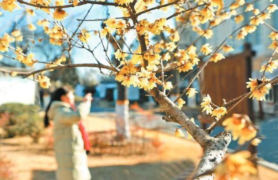 腊梅花开，冬日暖阳中的金色记忆