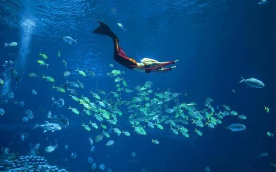海洋王国奇妙之旅：走进海洋萌宝的神秘世界