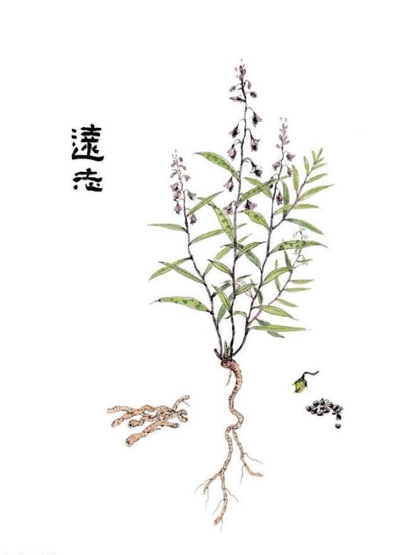 茯苓、茯神与远志的角药组合：心神安宁与脾胃调理的经典配方