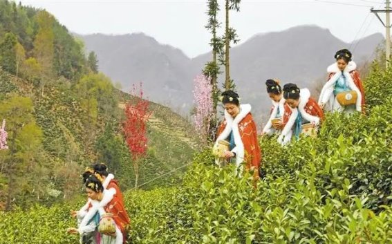 商洛茶产业：从传统绿叶到现代黄金产业的华丽蜕变