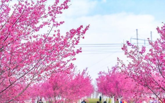 2025年春节旅行最热城市：成都、昆明与广州的魅力之旅