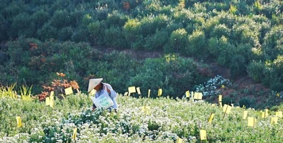 春季养肝新方法，黄山贡菊助力健康
