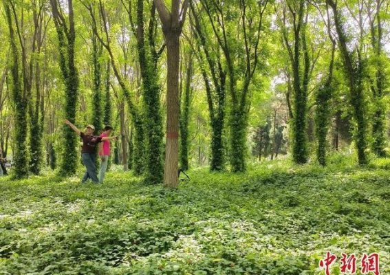 石家庄“绿野仙踪”现身 公园藤蔓编织夏日秘境