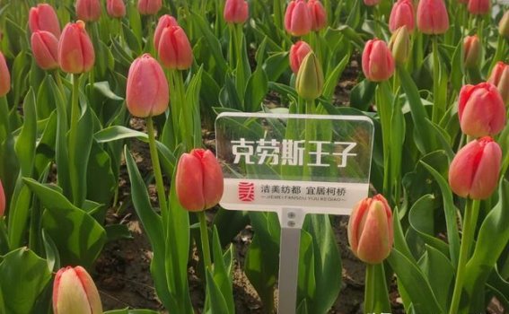 瓜渚湖郁金香花海：与春天共舞的色彩盛宴
