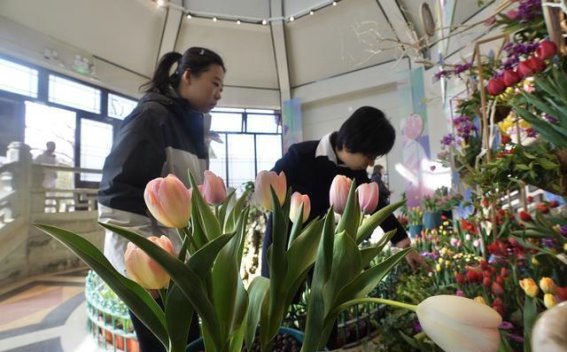 中山公园郁金香文化节盛大开幕，展示春天的美丽与文化