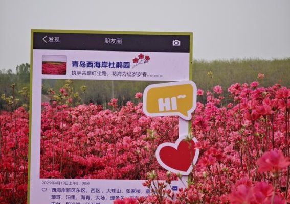 缘定花海，映山红时遇见你——青岛西海岸琅琊镇杜鹃园盛大开园