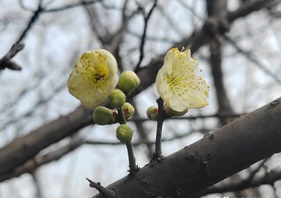 沣东梅园的春天与梅花