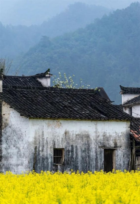3月春日旅行推荐：与花海相约，感受浪漫春光