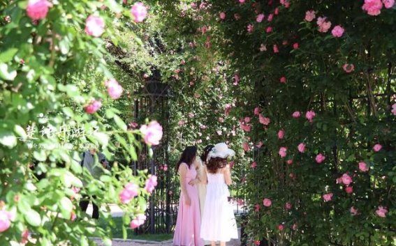 宁波月季花海：两大绝美花园带你走进浪漫与宁静