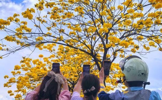 金色长廊迎春光，佛山徒步活动步步为营