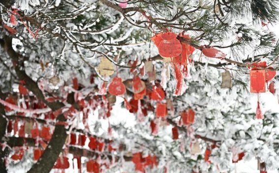瑞雪映山川，老界岭冬韵迷人