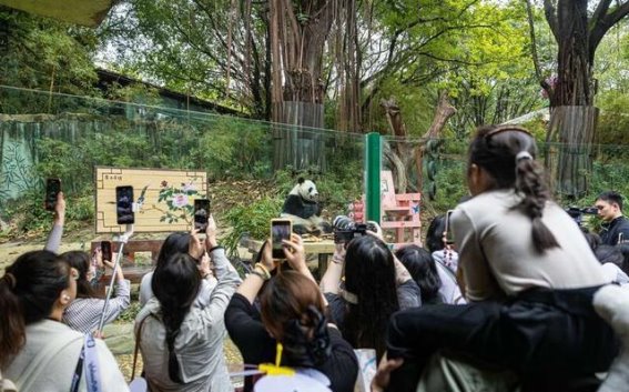 大熊猫“妹猪”庆元宵，粤式团圆大餐暖人心