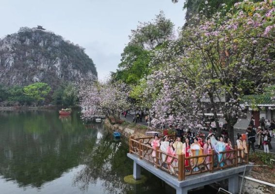 春风拂面，肇庆花漾星湖赏花季绽放