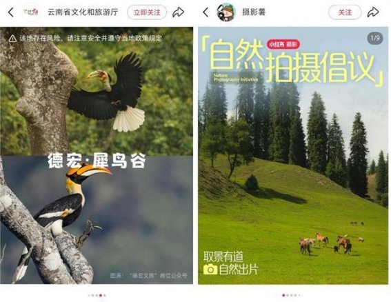 年轻人为何爱上观鸟？小红书掀起新兴兴趣热潮