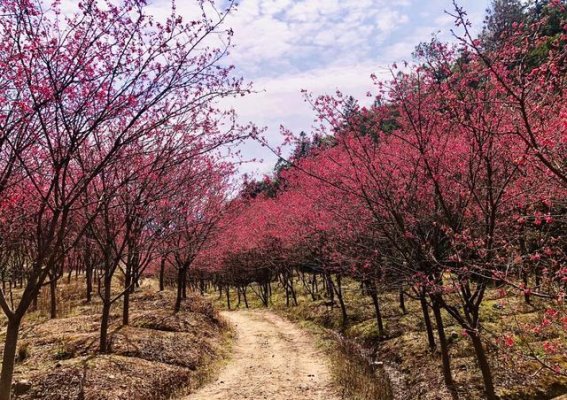 春日钟花樱：在米积山邂逅梦幻之美