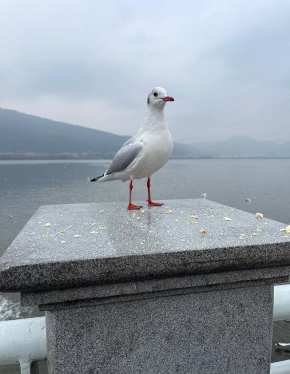 滇池的海鸥与人类的最后告别