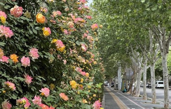 洛阳北国花城：春日花海中的城市之美