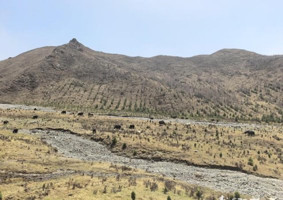 立夏：青海高原的季节韵律与生机勃勃