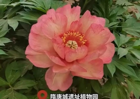 洛阳隋唐植物园三色牡丹“希拉里”盛开，花海尽展魅力