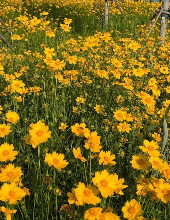 武汉梧桐雨公园的金鸡菊花海，初夏的浪漫约会