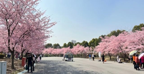 春回大地，花海追逐：全球赏花之旅，触动心灵的美景