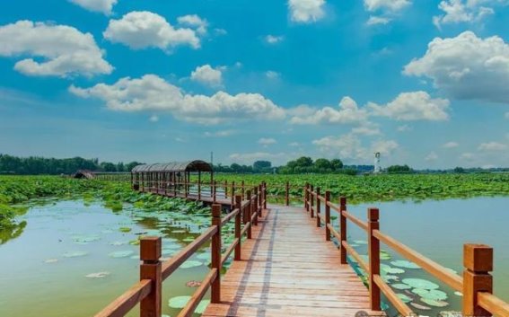 湿地浅夏，记忆中的自然之歌