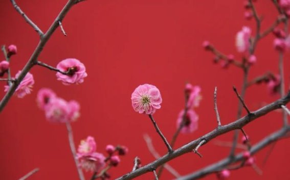 聊城三月春意浓：梅花、迎春花与玉兰共舞